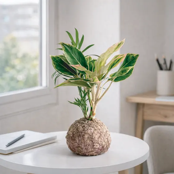 Kokedama Aglaonema Aurora