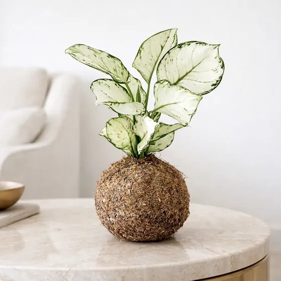 Kokedama Aglaonema branca