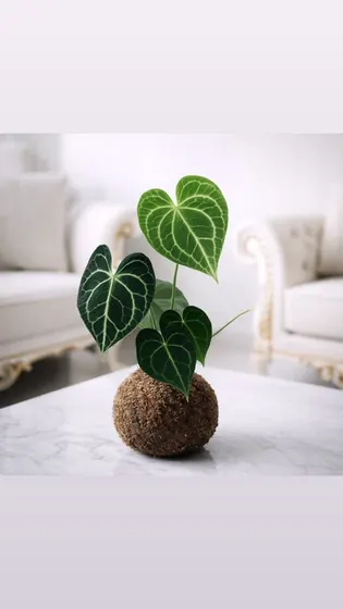 Kokedama Antúrio clarinervium
