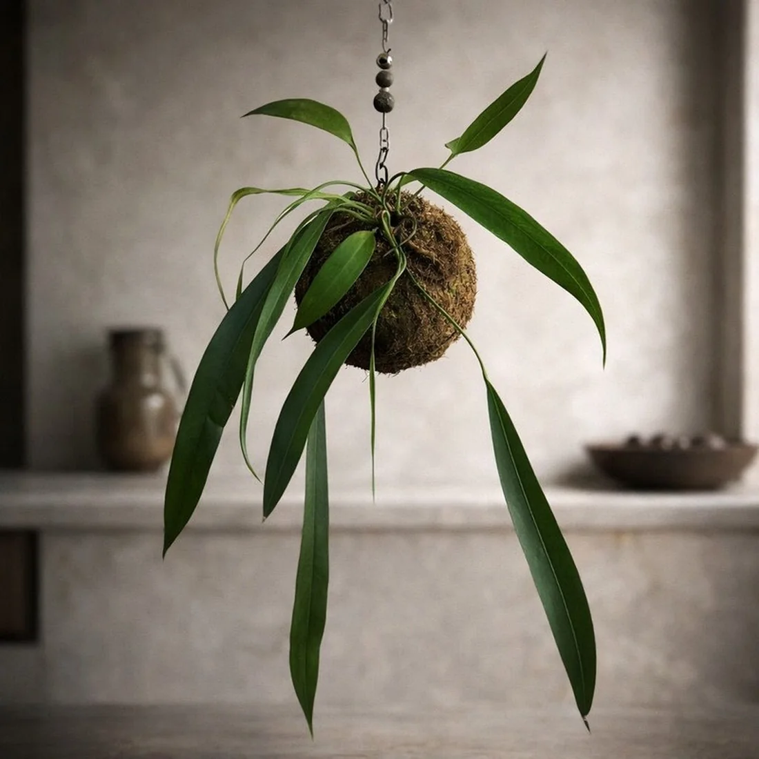 Kokedama suspensa de antúrio-gravata