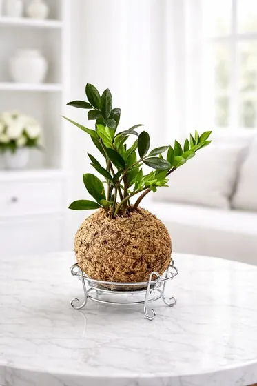Kokedama Árvore da fortuna variegata