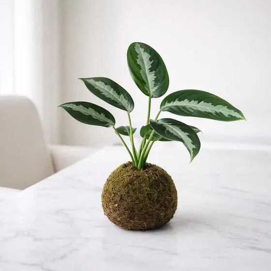 Kokedama Comigo-ninguém-pode