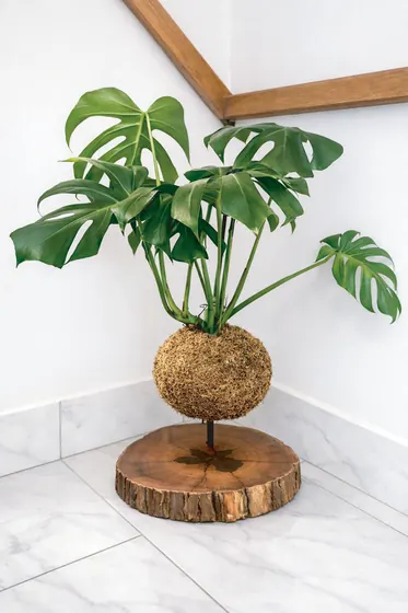 Kokedama Costela-de-adão
