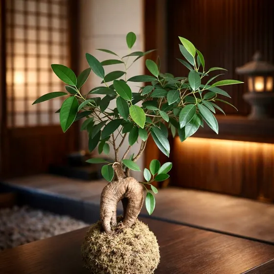 Kokedama Figueira asiática
