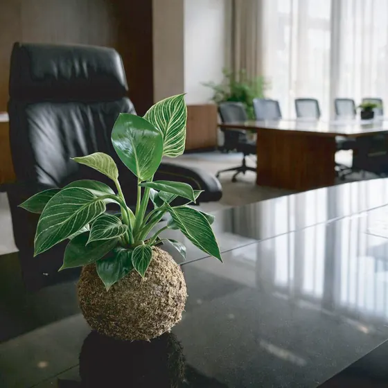 Kokedama Filodendro Birkin