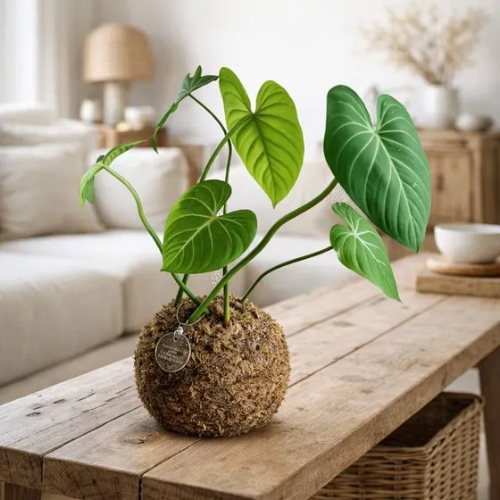 Kokedama Filodendro glorioso