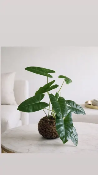 Kokedama Imbé