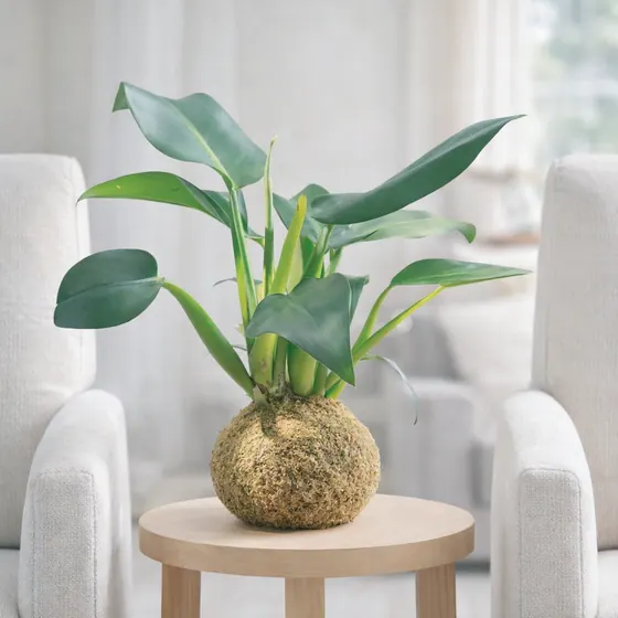 Kokedama Pacová