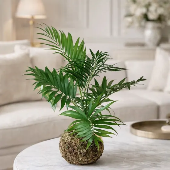 Kokedama Palmeira-bambu