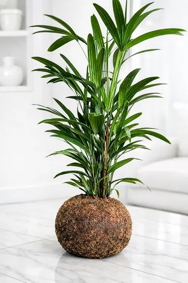 Kokedama Palmeira-ráfia