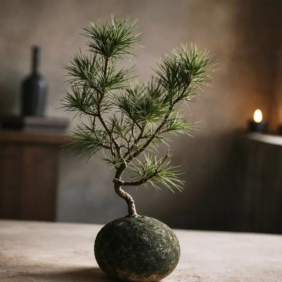 Kokedama Kuromatsu — pinheiro-negro