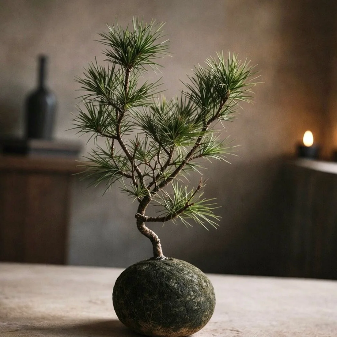 Kokedama Kuromatsu, pinheiro-negro