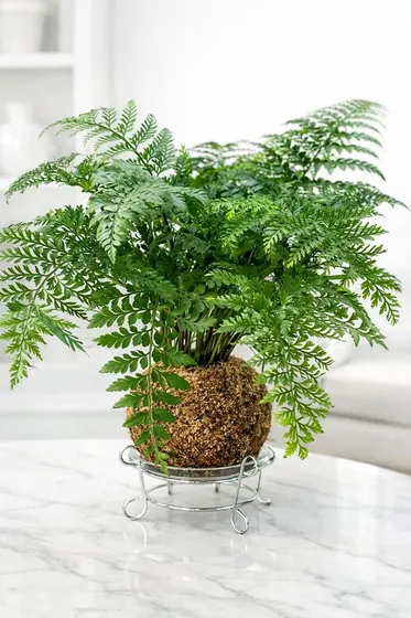 Kokedama Samambaia-salsa